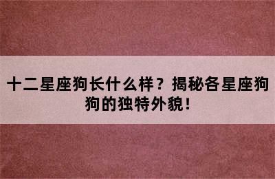 十二星座狗长什么样？揭秘各星座狗狗的独特外貌！